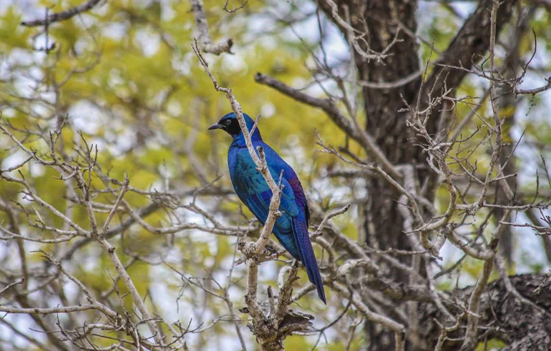 safari bookings kruger