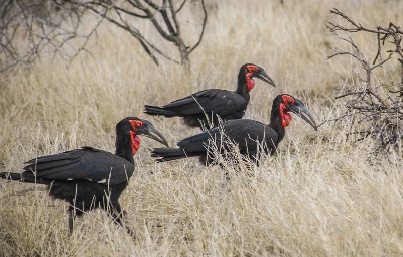 africa overland safari